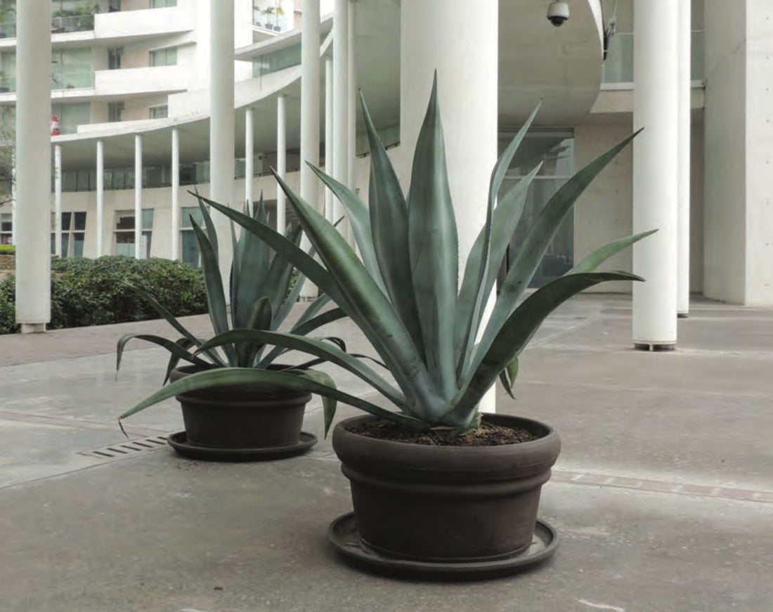 Ventajas de las Macetas de Polietileno: Durabilidad y Resistencia