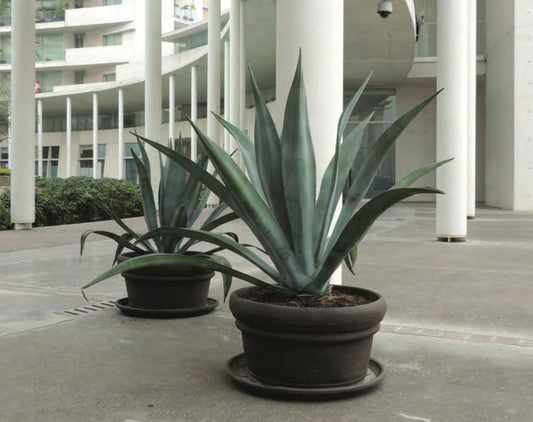 Ventajas de las Macetas de Polietileno: Durabilidad y Resistencia